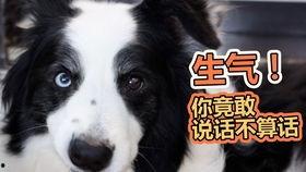 吃瓜狗交通,揭秘城市交通新现象