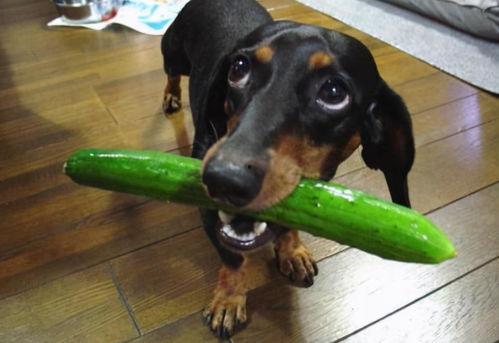 吃瓜狗交通,揭秘城市交通新现象