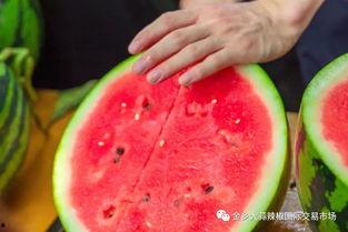 浙江大学吃瓜,揭秘“吃瓜”背后的故事