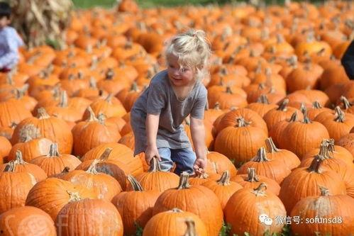 瓜哥带你吃瓜过万圣节,瓜哥带你领略万圣节美食盛宴