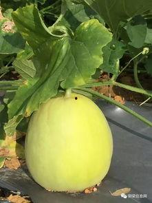 随时准备吃瓜,揭秘随时准备吃瓜的幕后故事