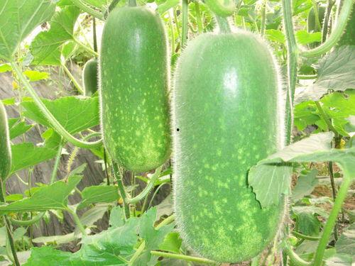 吃瓜后续6096,揭秘娱乐圈风云再起背后的真相