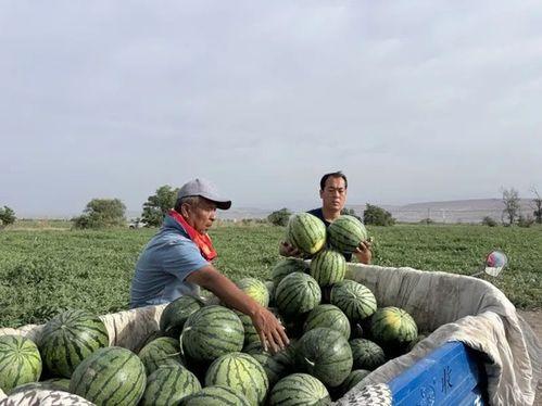 成都青白江吃瓜