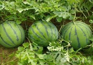 吃瓜好烦,揭秘娱乐圈背后的真相与喧嚣