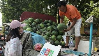 平邑吃瓜富贵元,探寻瓜果中的财富密码