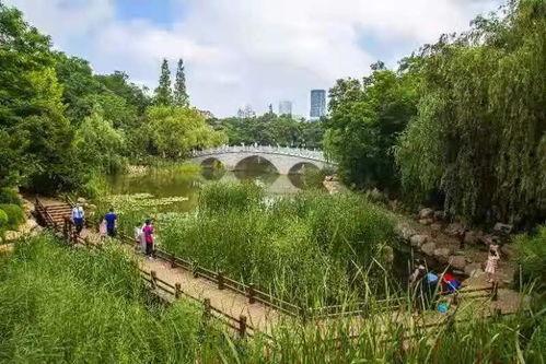 未名湖吃瓜,一场校园文化的狂欢